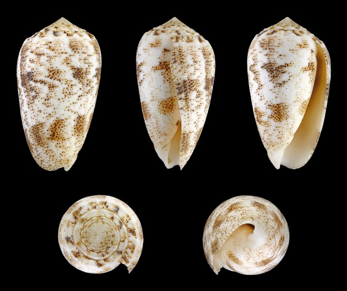 Puncticulis arenatus forma undata