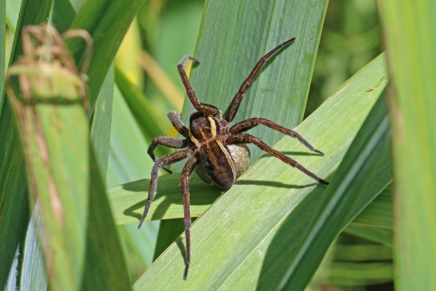 Raft spider (Dolomedes fimbriatus) female