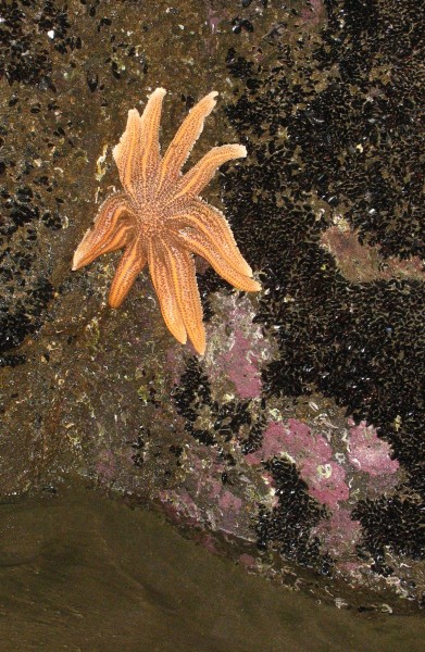 Reef starfish (Stichaster australis) at Muriwai