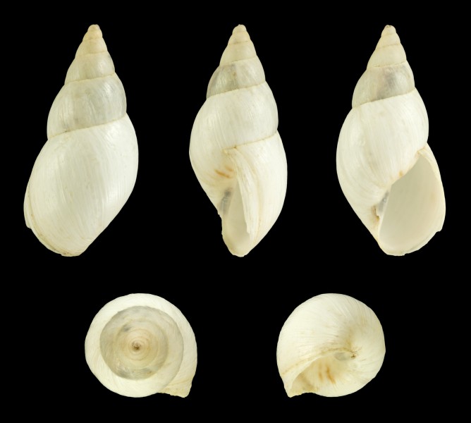 Scutalus bicolor polymorphus 02
