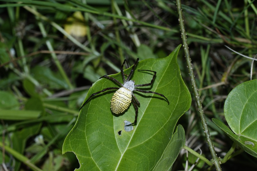 Spider (Argiope aemula) 5733