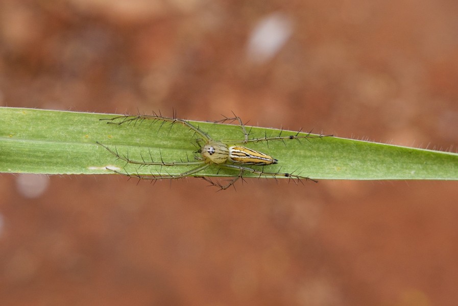 Spider (Oxyopidae ). 8137
