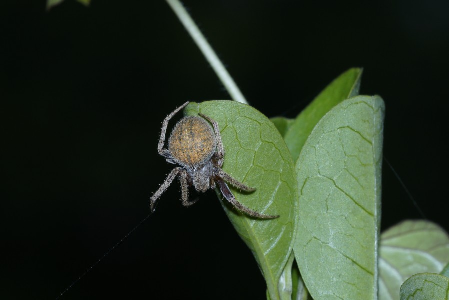 Spider(Neoscona sp) 0131