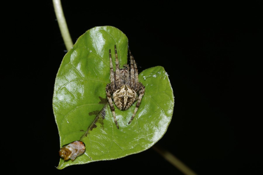 Spider(Neoscona Sp) 8580