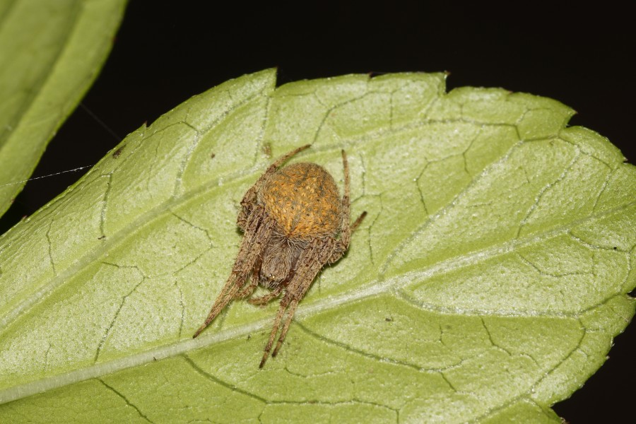 Spider(Neoscona sp) N0161