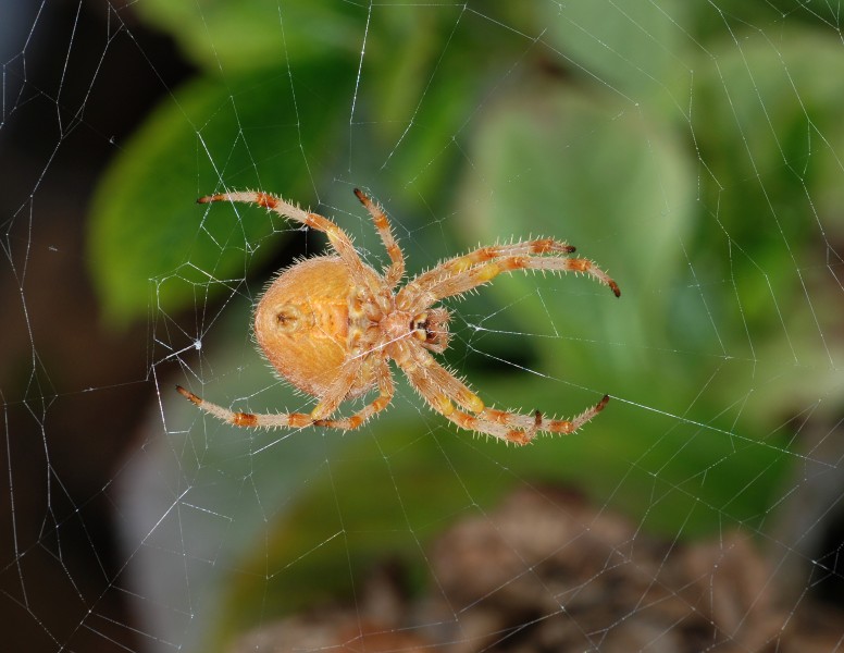 Spider November 2010-8