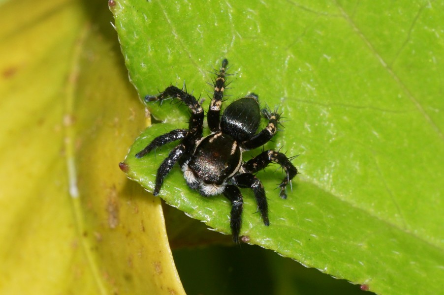 Spider(Stenaelurillus Sp) 05947