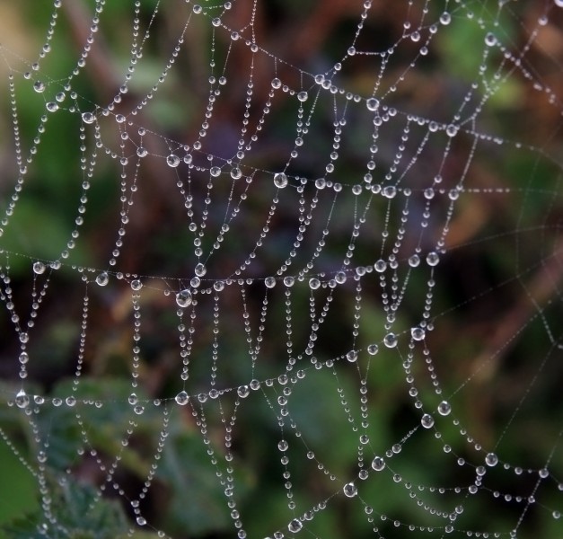 Spider web with fog droplets 2