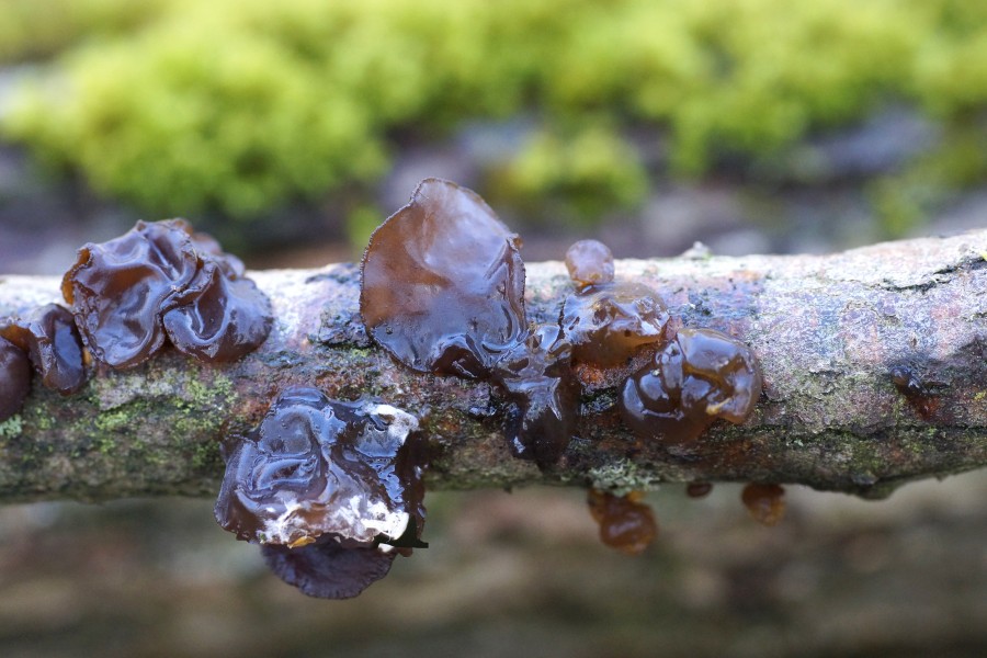 Tremella foliacea (Per. ex S.F.Gray) Pers. 1822 (8199749983)