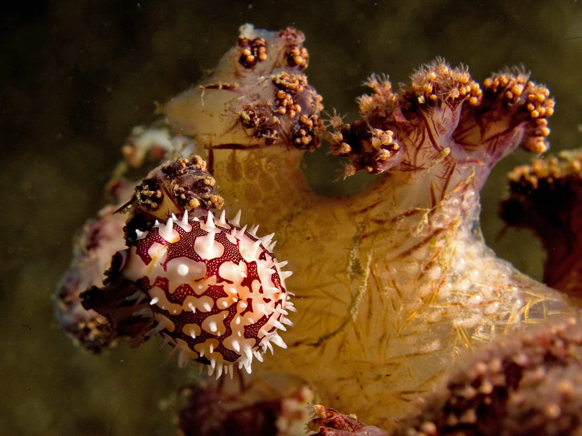 Pseudosimnia sinensis (Cowry)