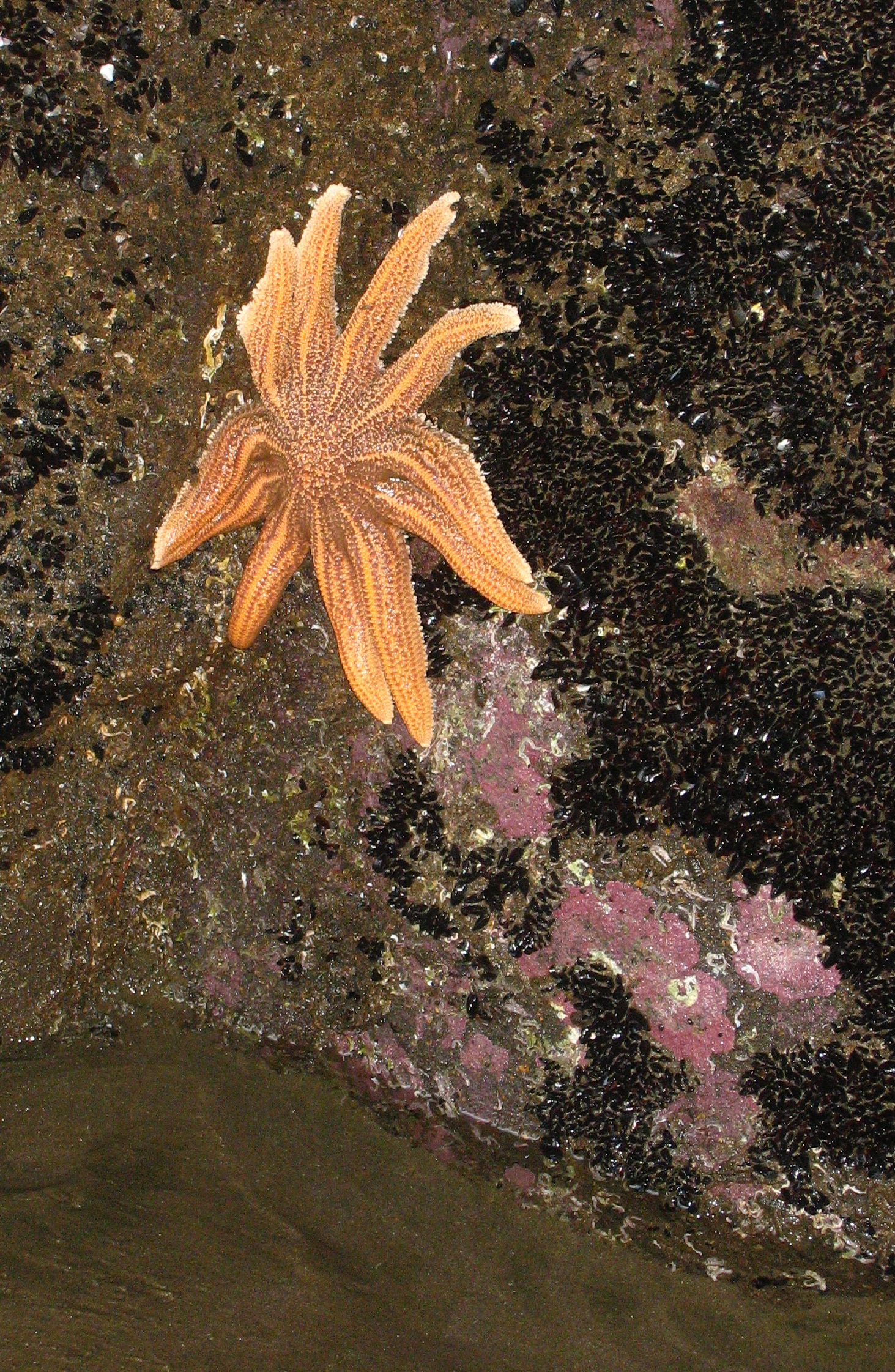 Reef starfish (Stichaster australis) at Muriwai