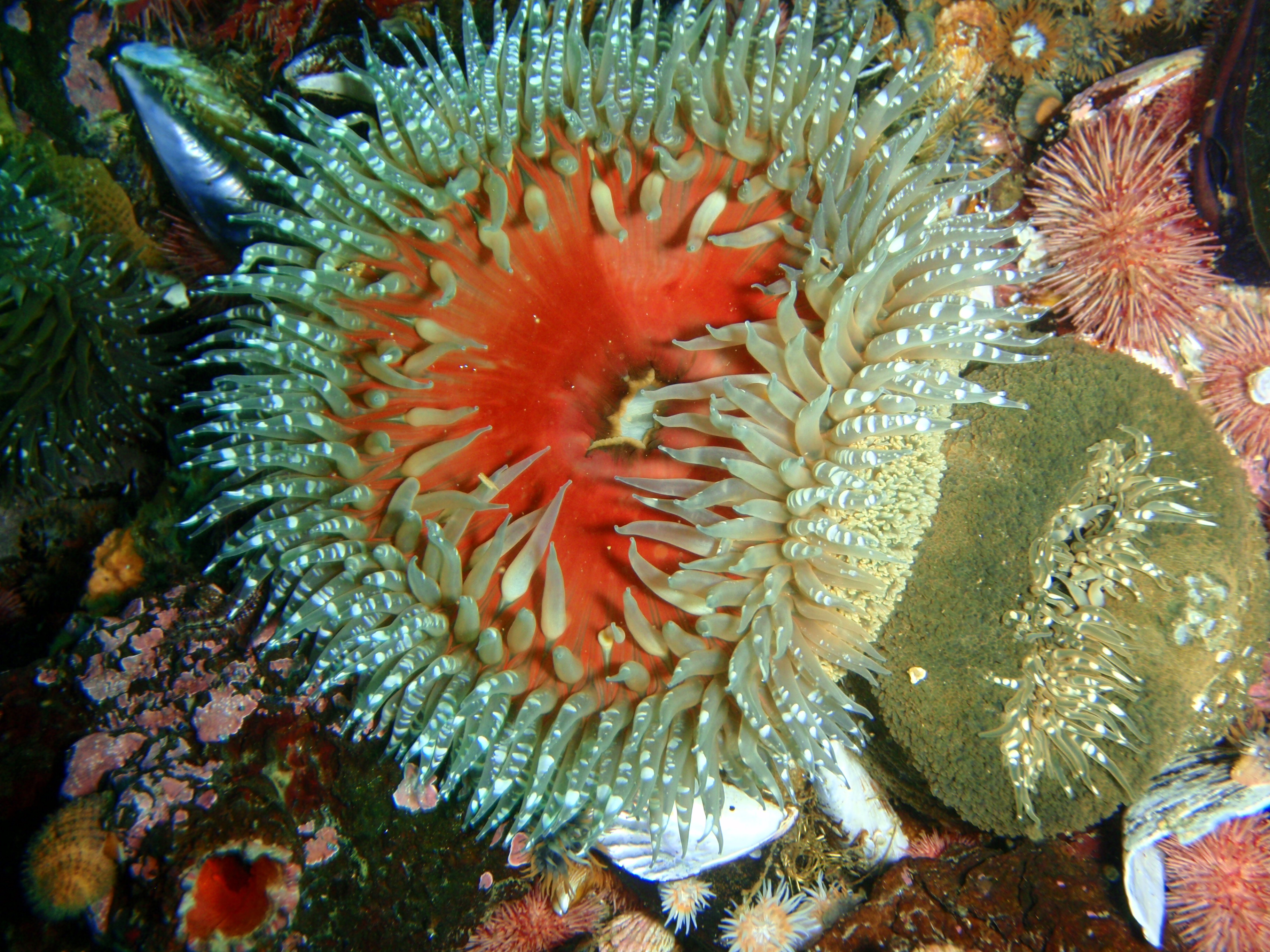 Sandy anemone at Stonhenge Reef P4137421