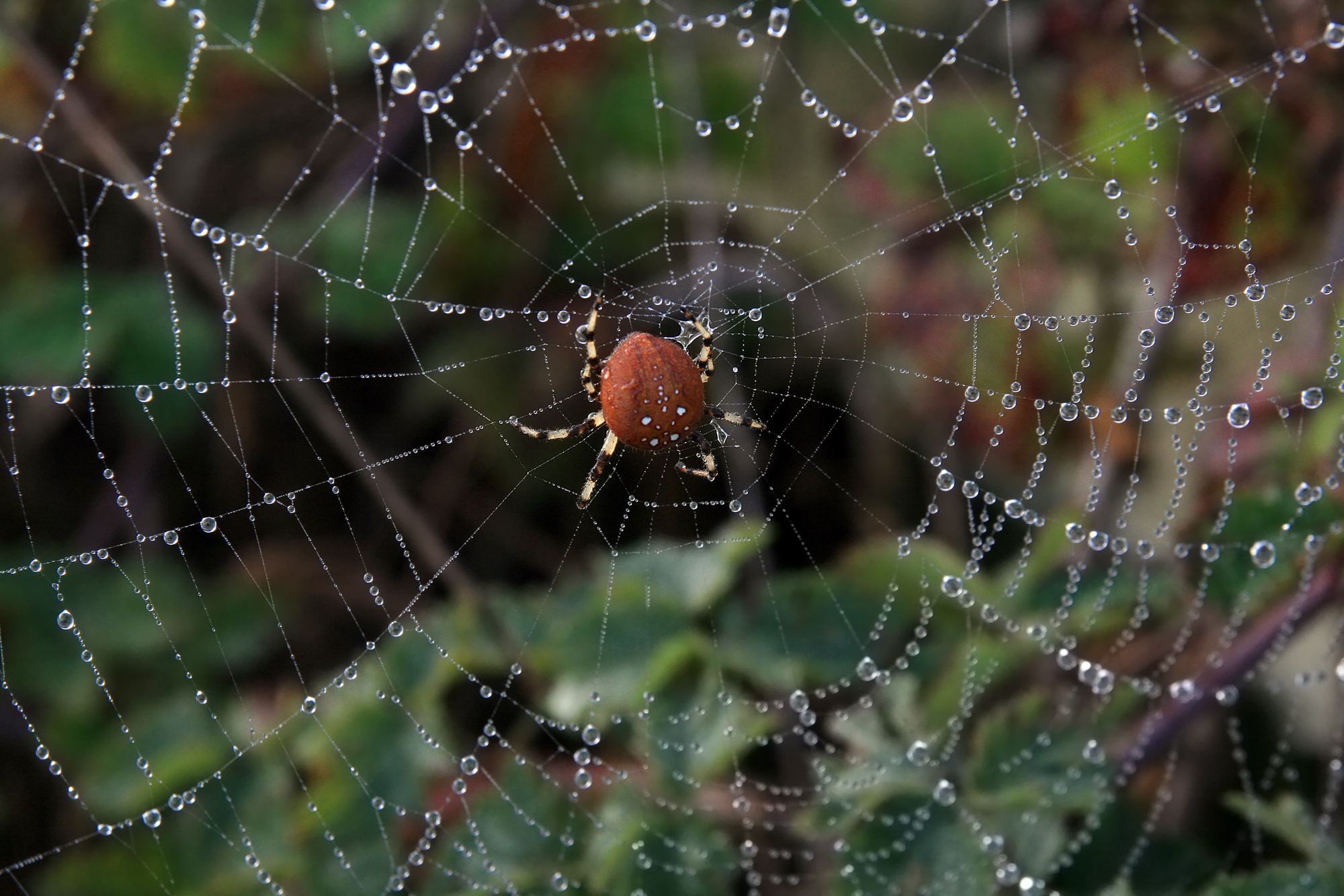 Spider web with fog droplets