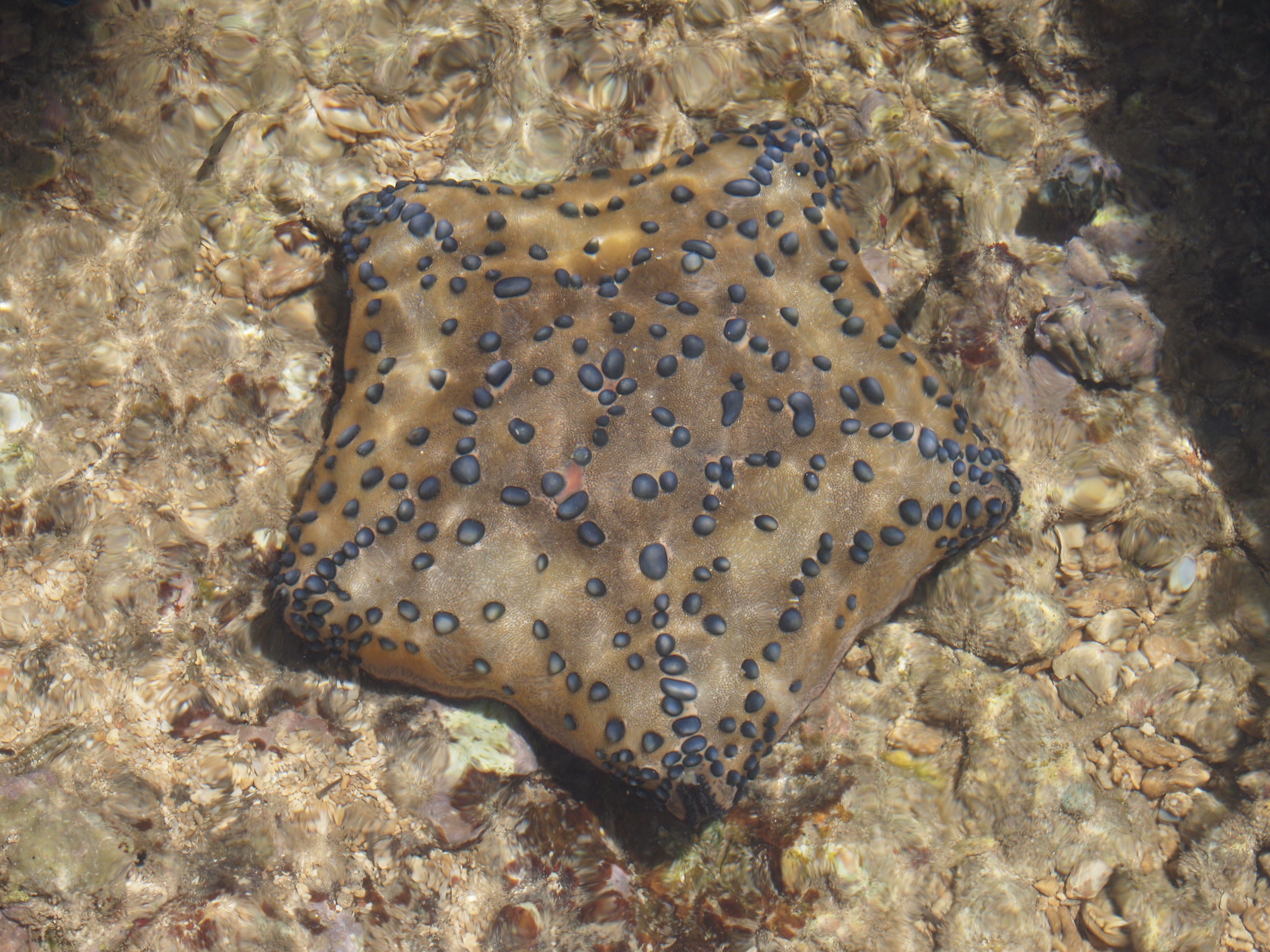 Starfish at Malindi Reef