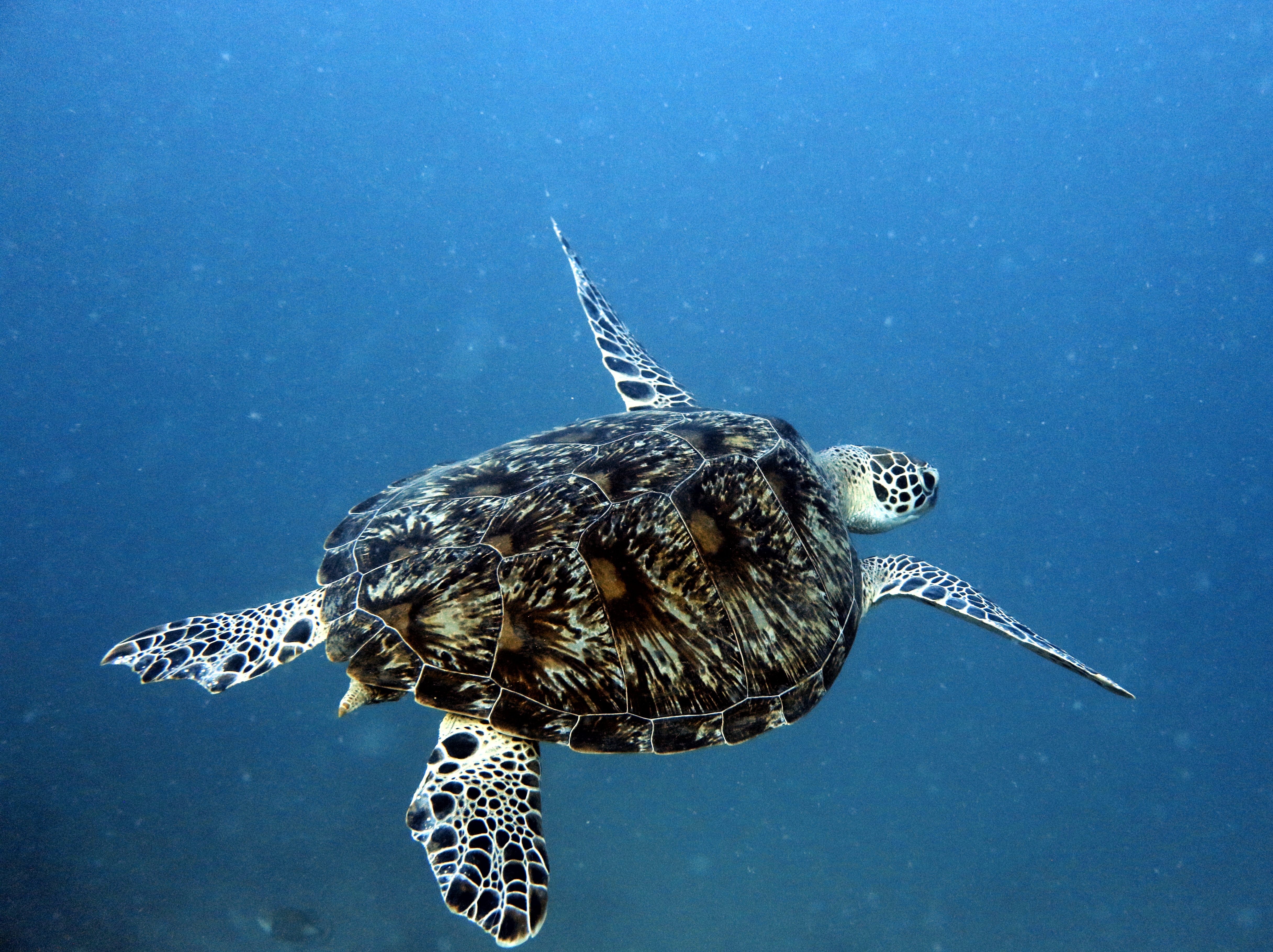The Fly Sea Turtle