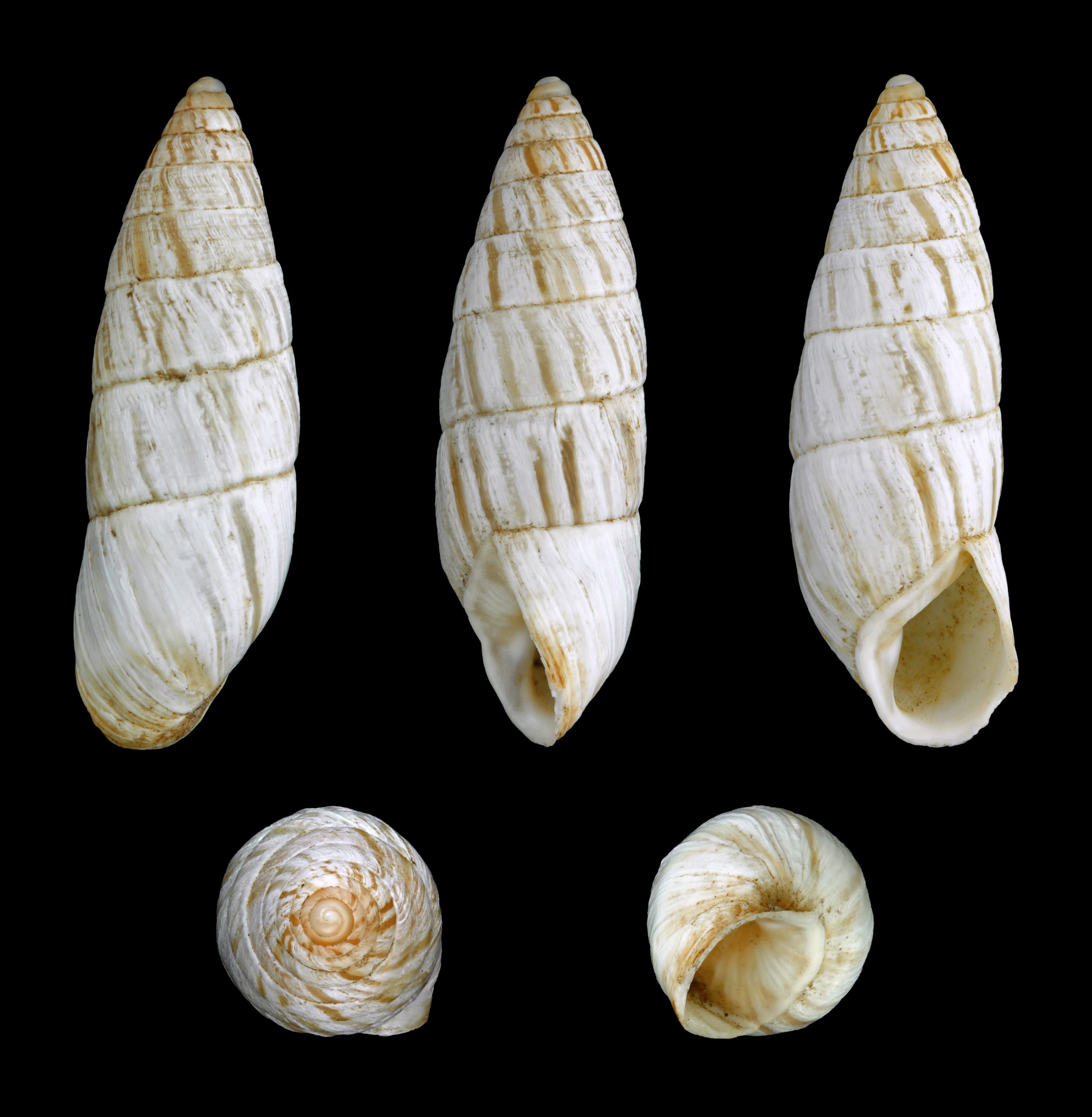 Brephulopsis cylindrica 01