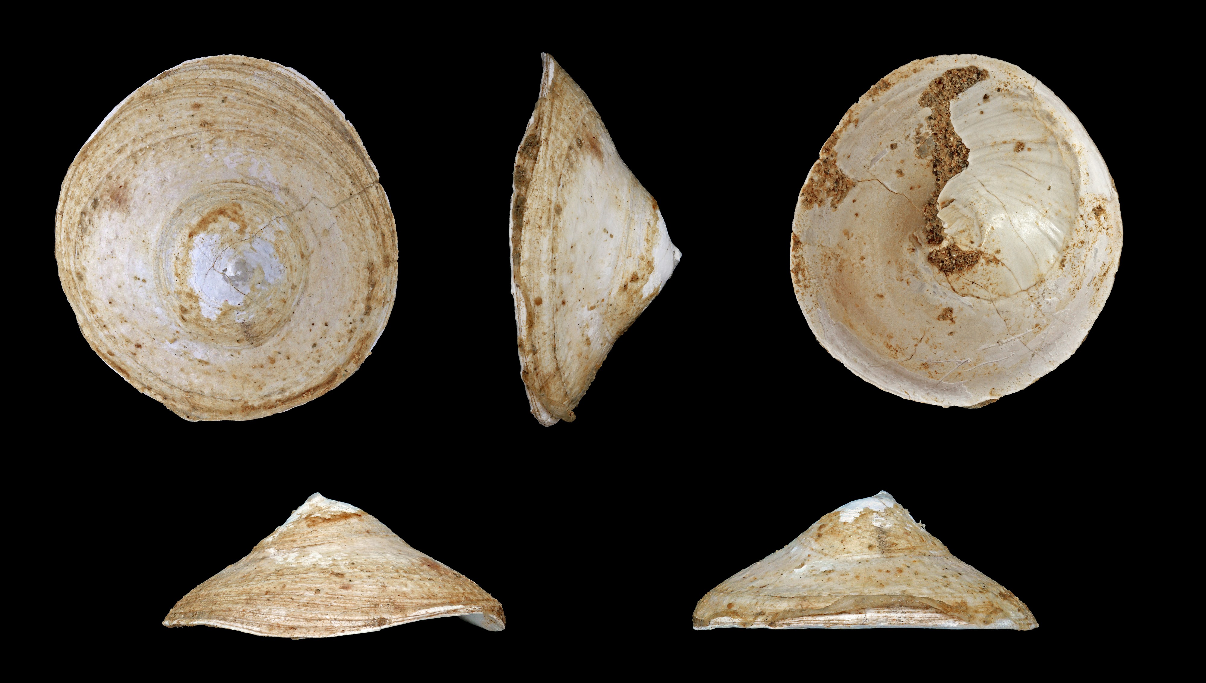 Calyptraea chinensis fossil 01