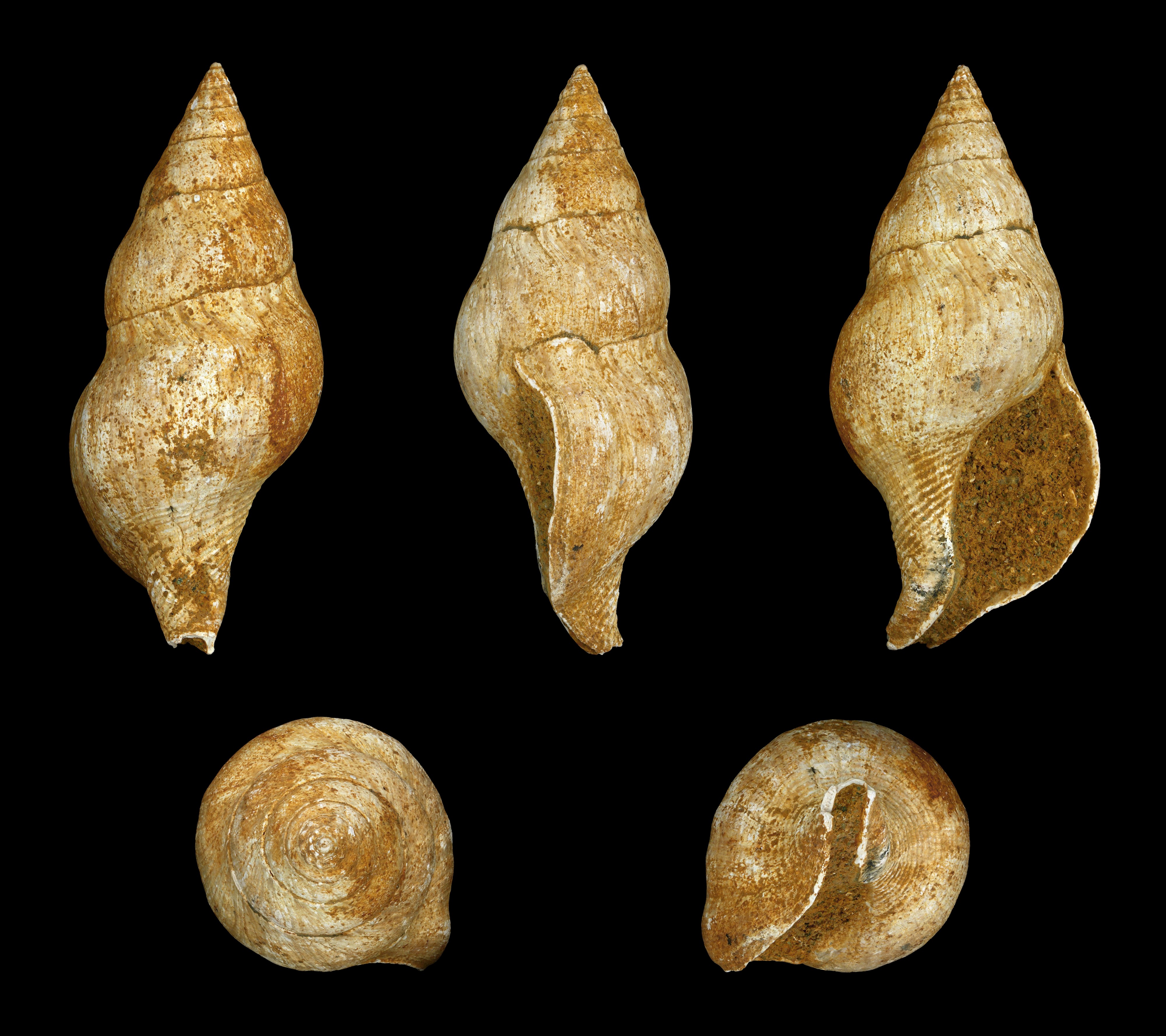 Euthria cornea fossil 01