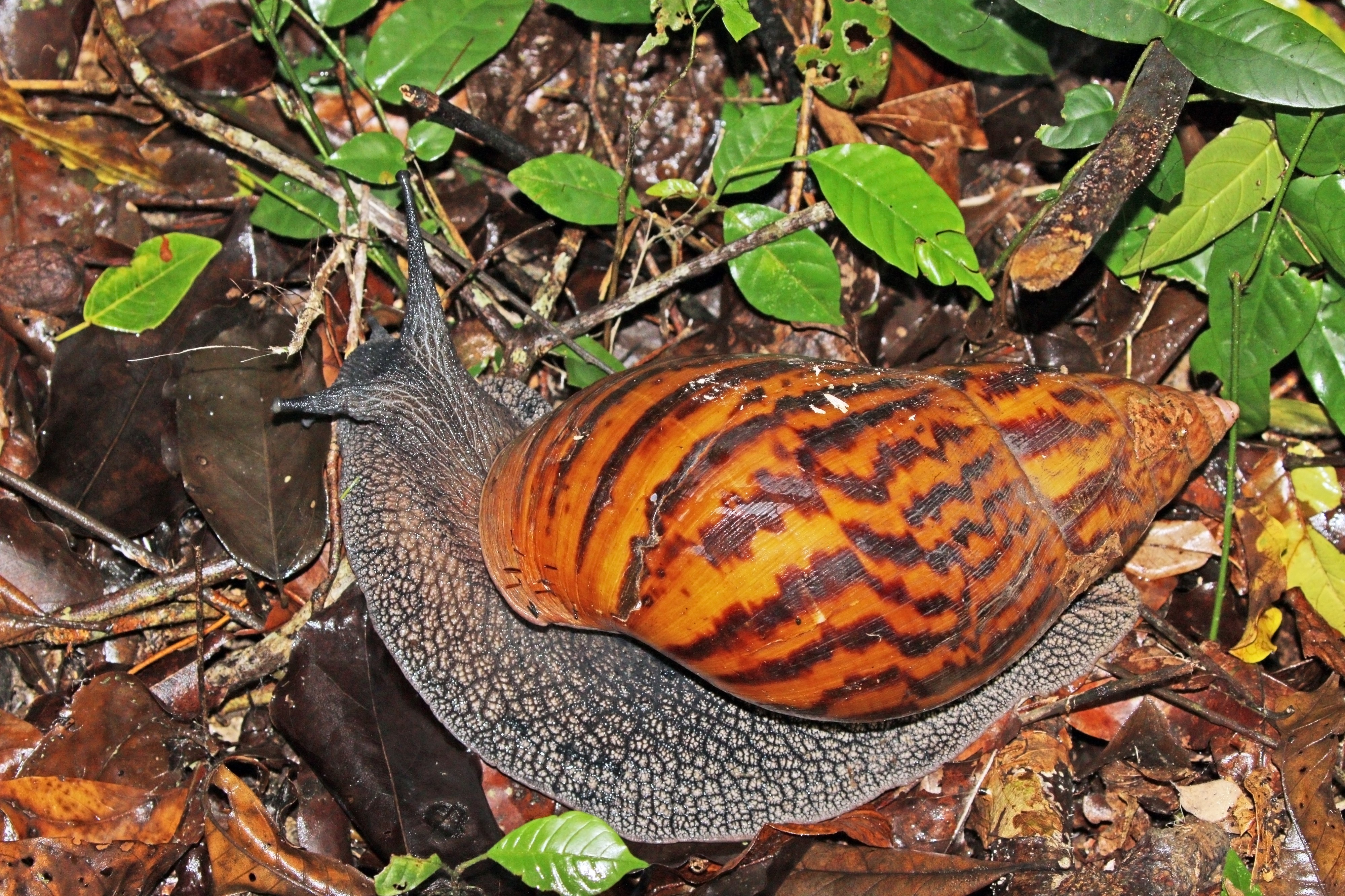 Giant tiger land snail (Achatina achatina)