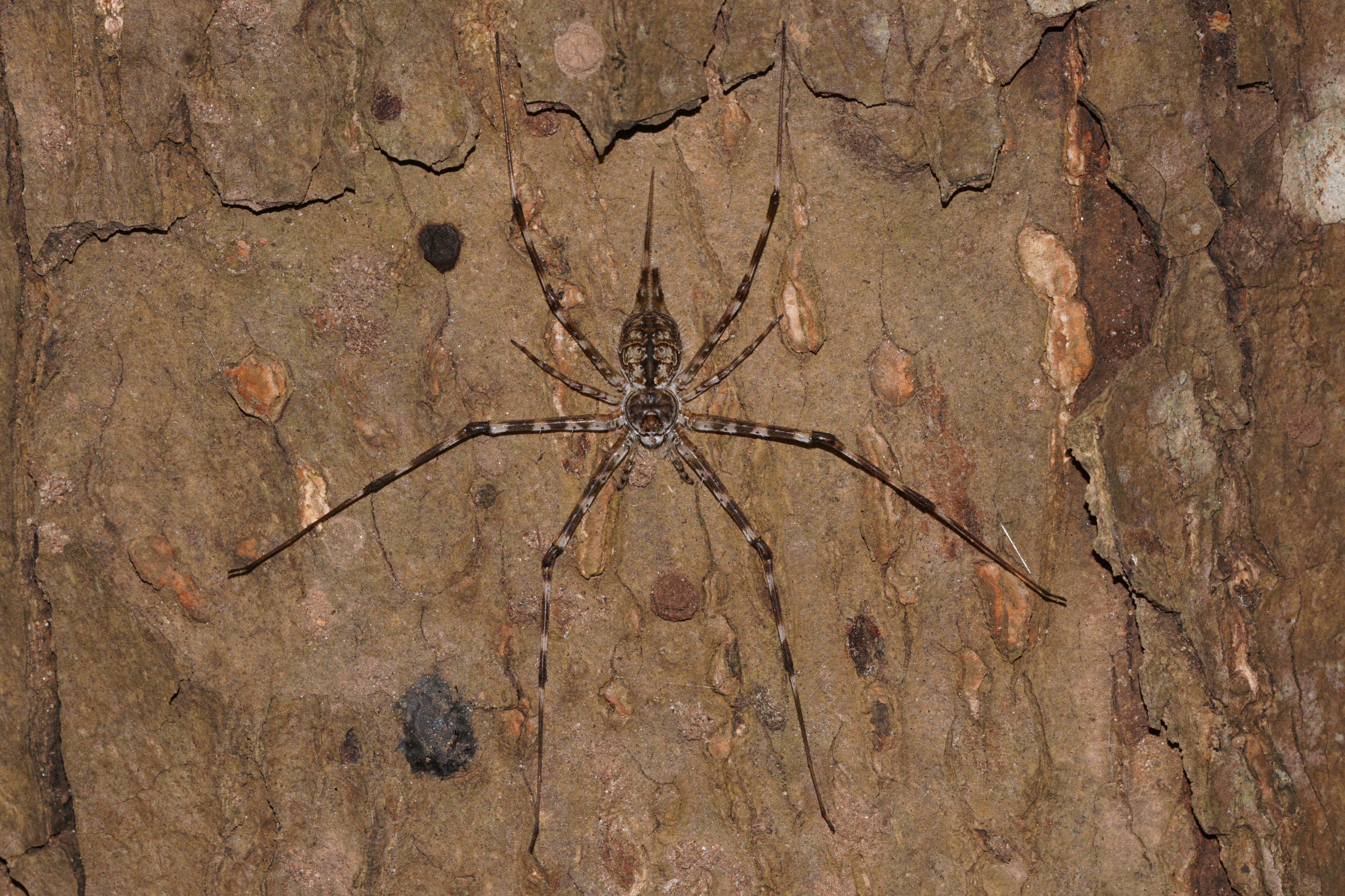 Tree trunk spider 08428