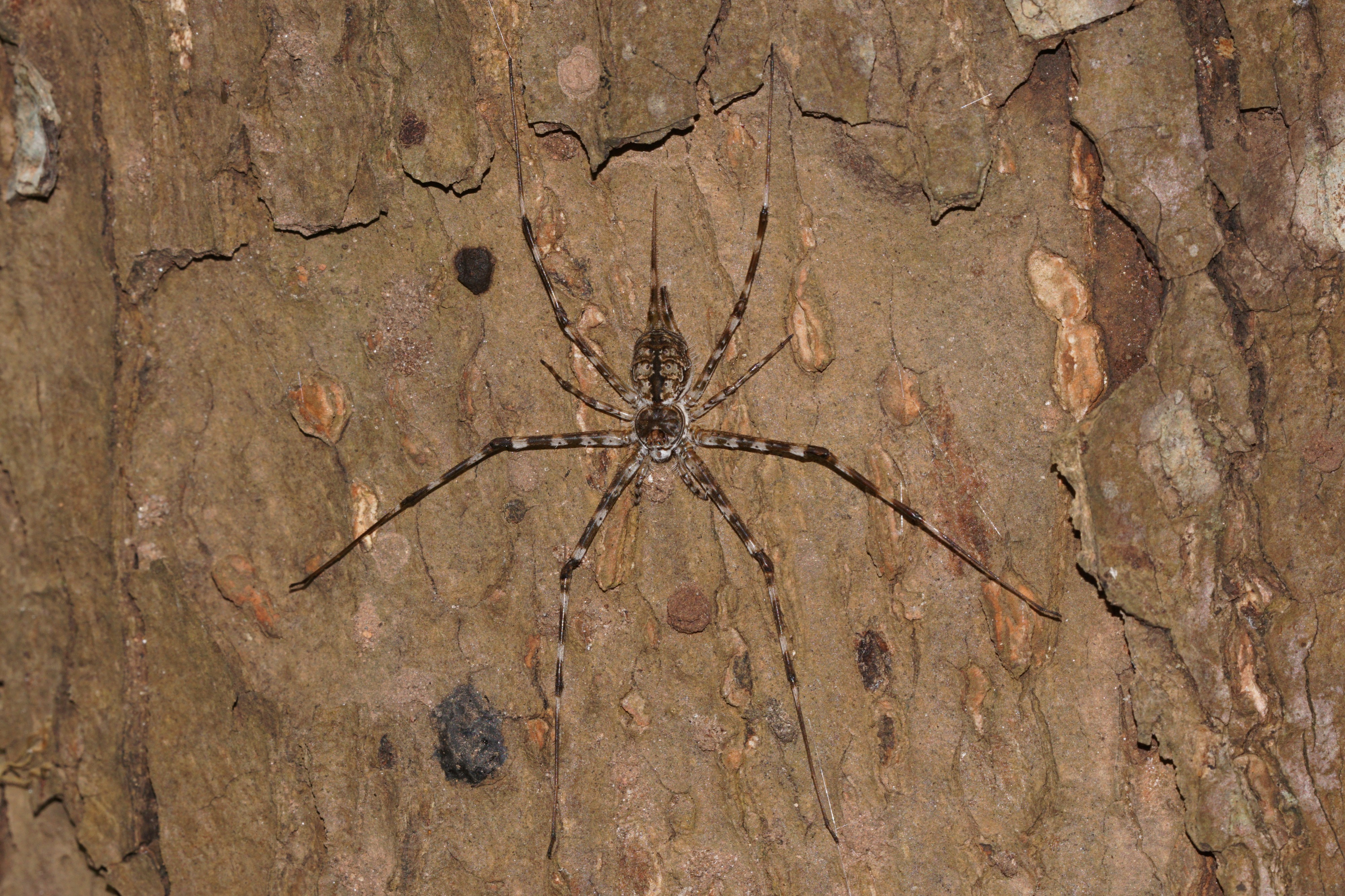 Tree trunk spider 08461