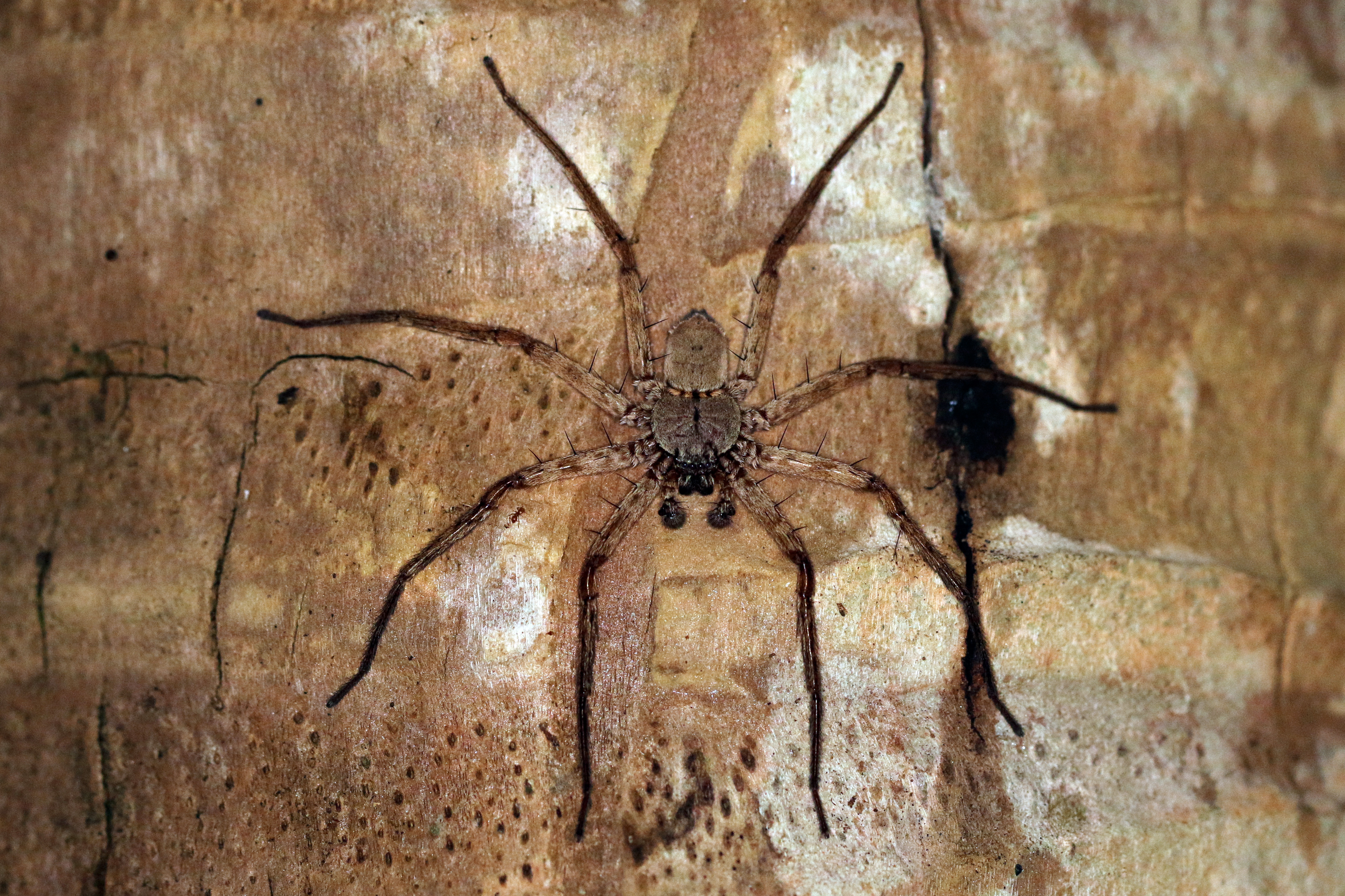 Wall crab spider (Selenops insularis)