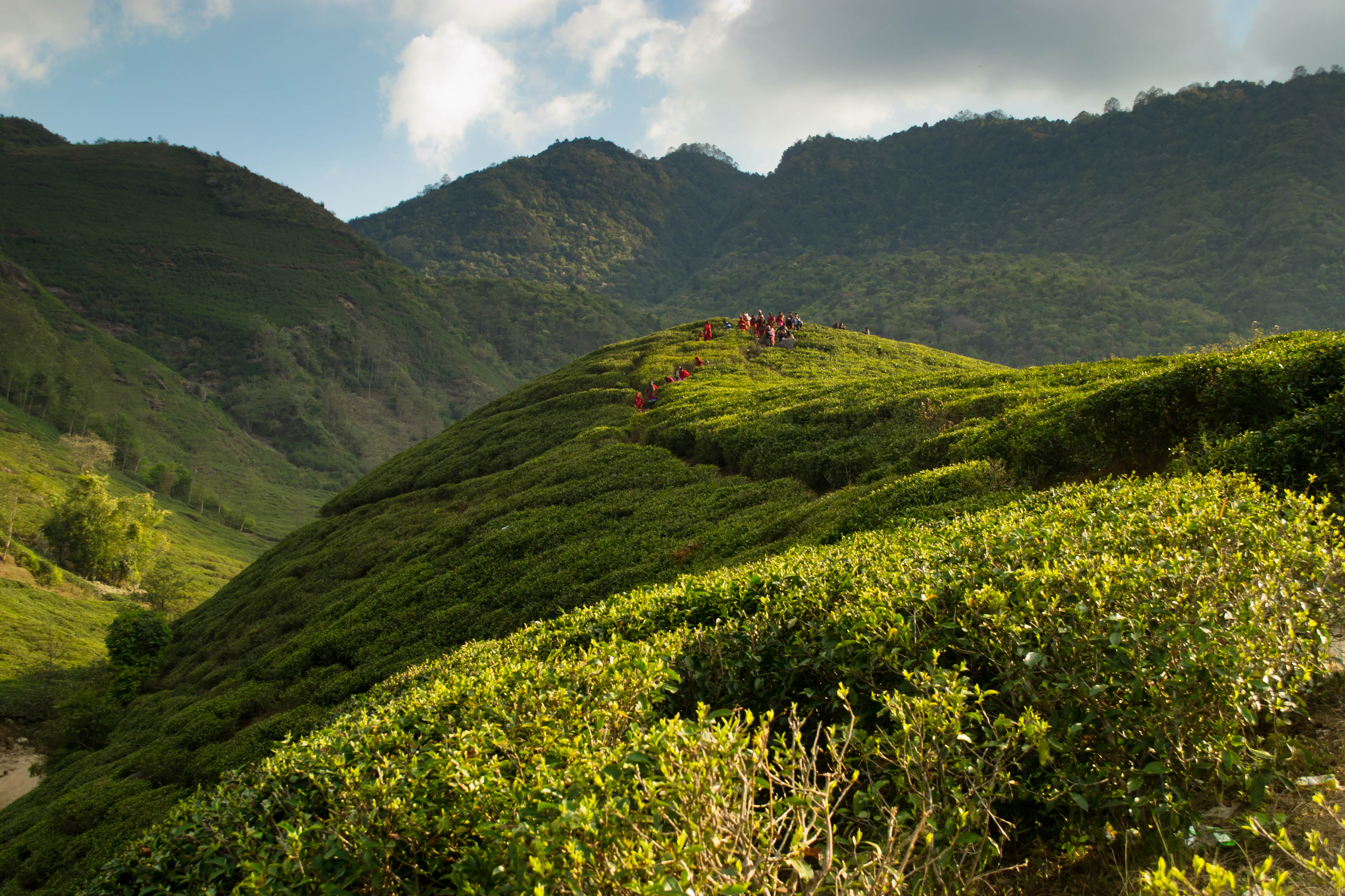 Bhotechaur teagarden