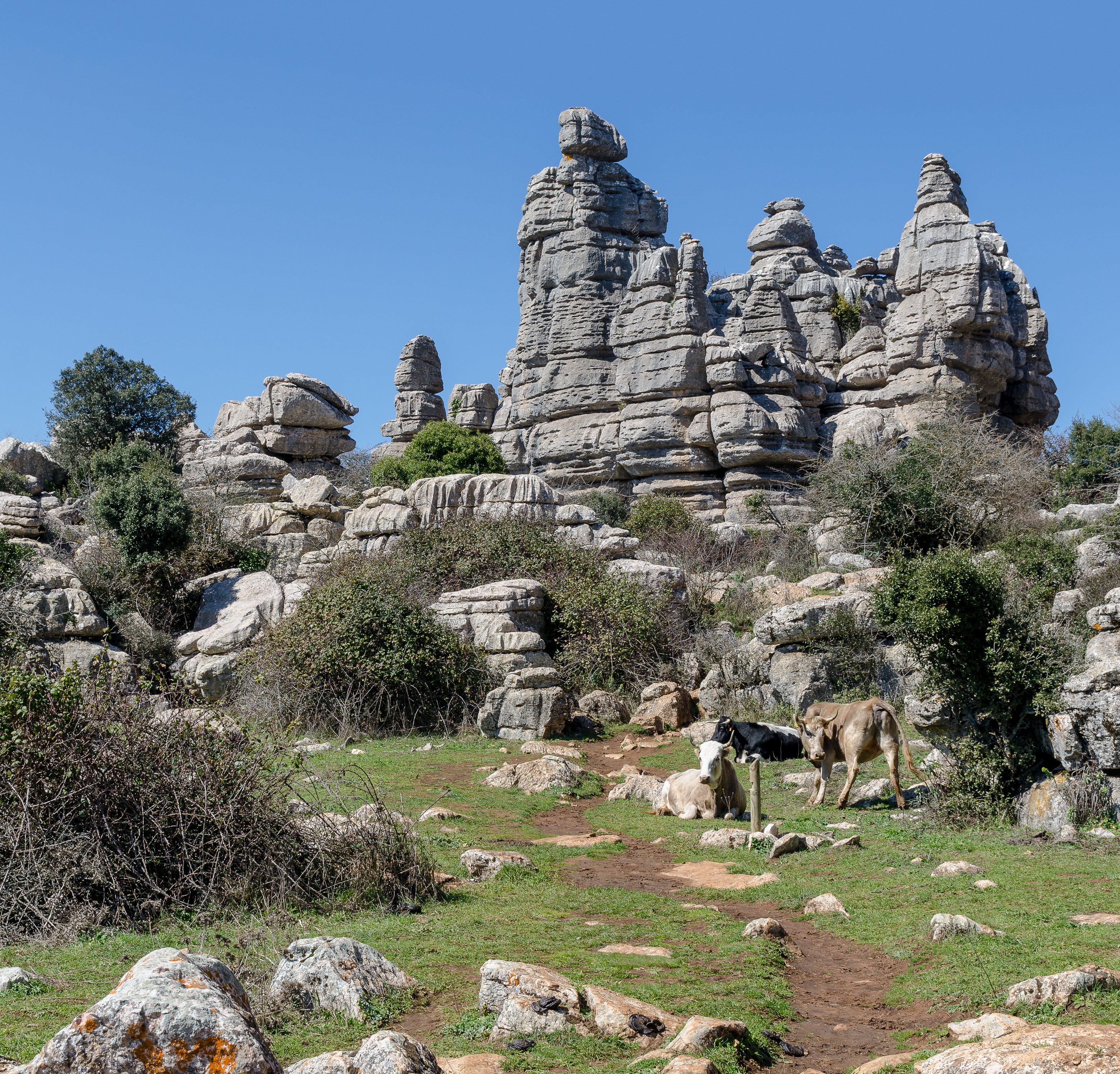 El Torcal Cows 2014