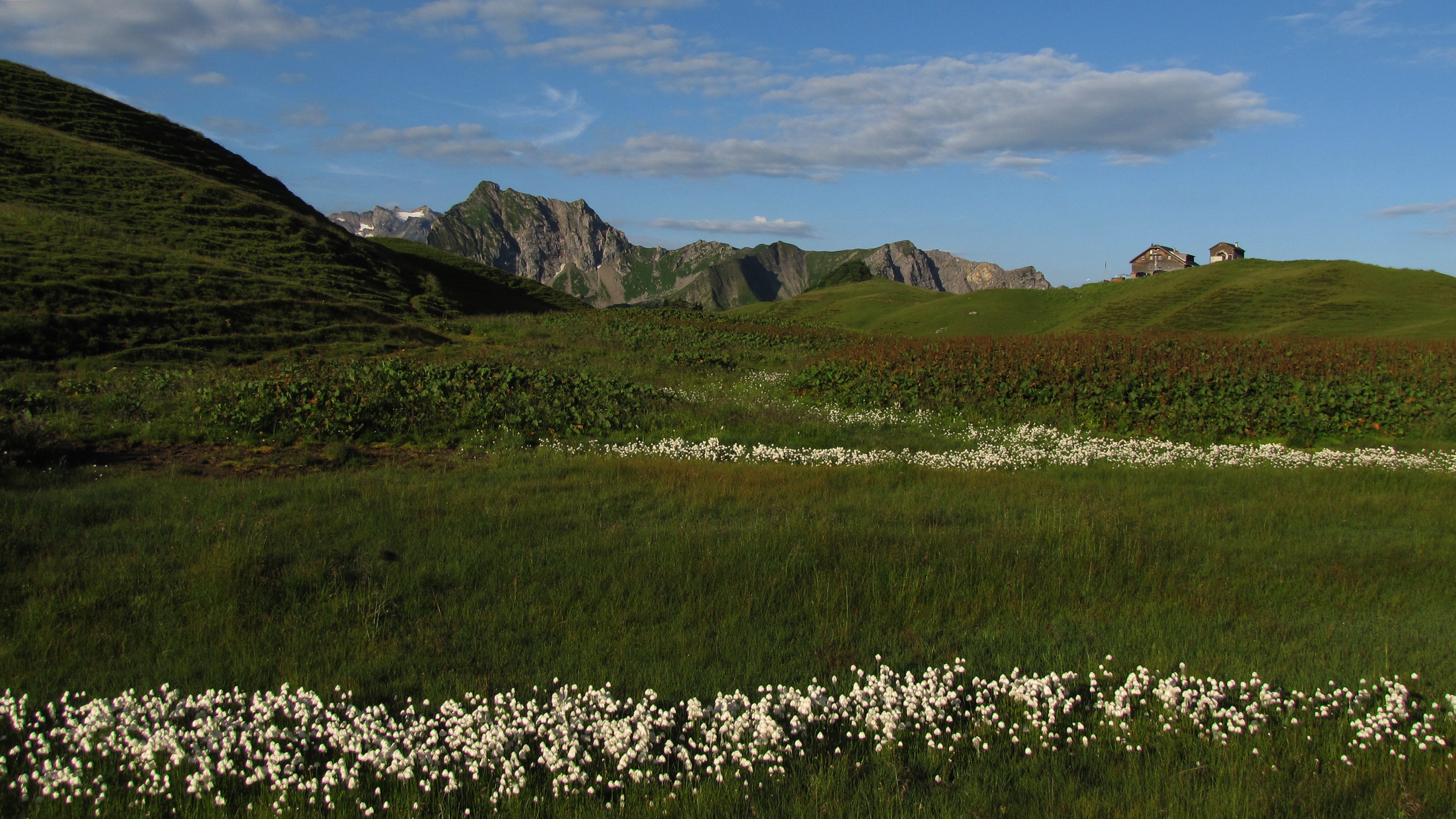 Eriophorum scheuchzeri Biberacher Hütte