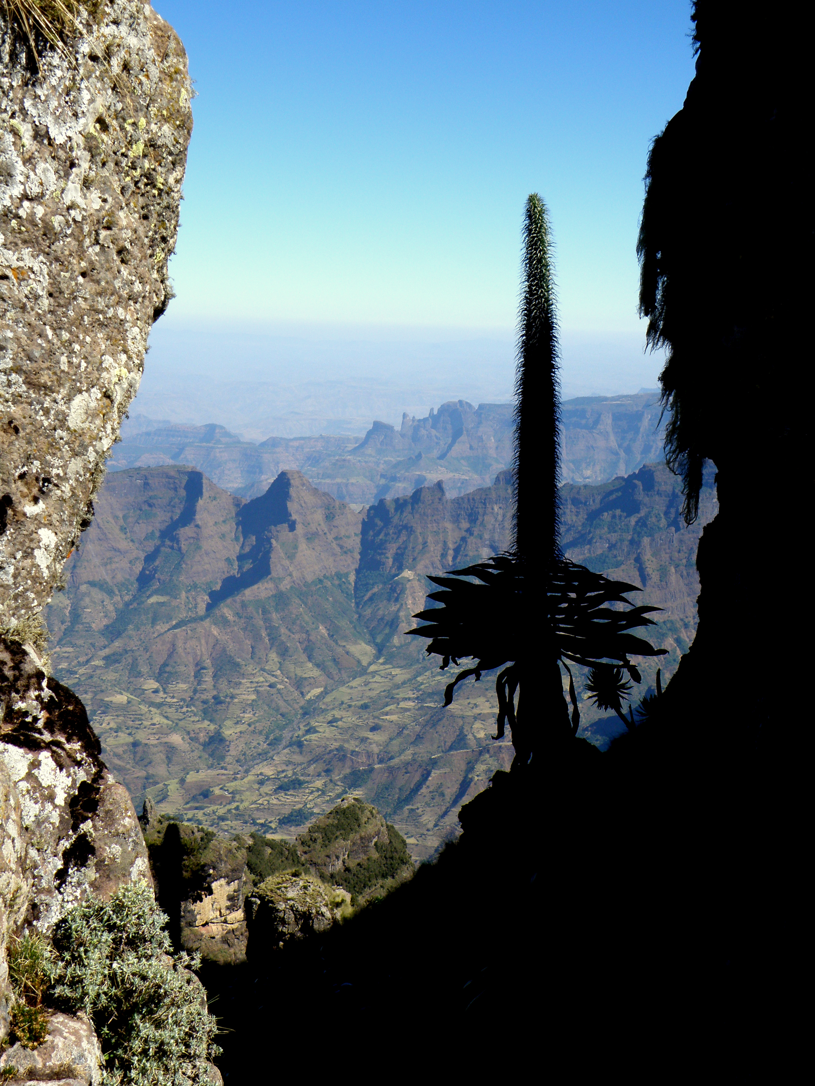 Giant lobelia on rock