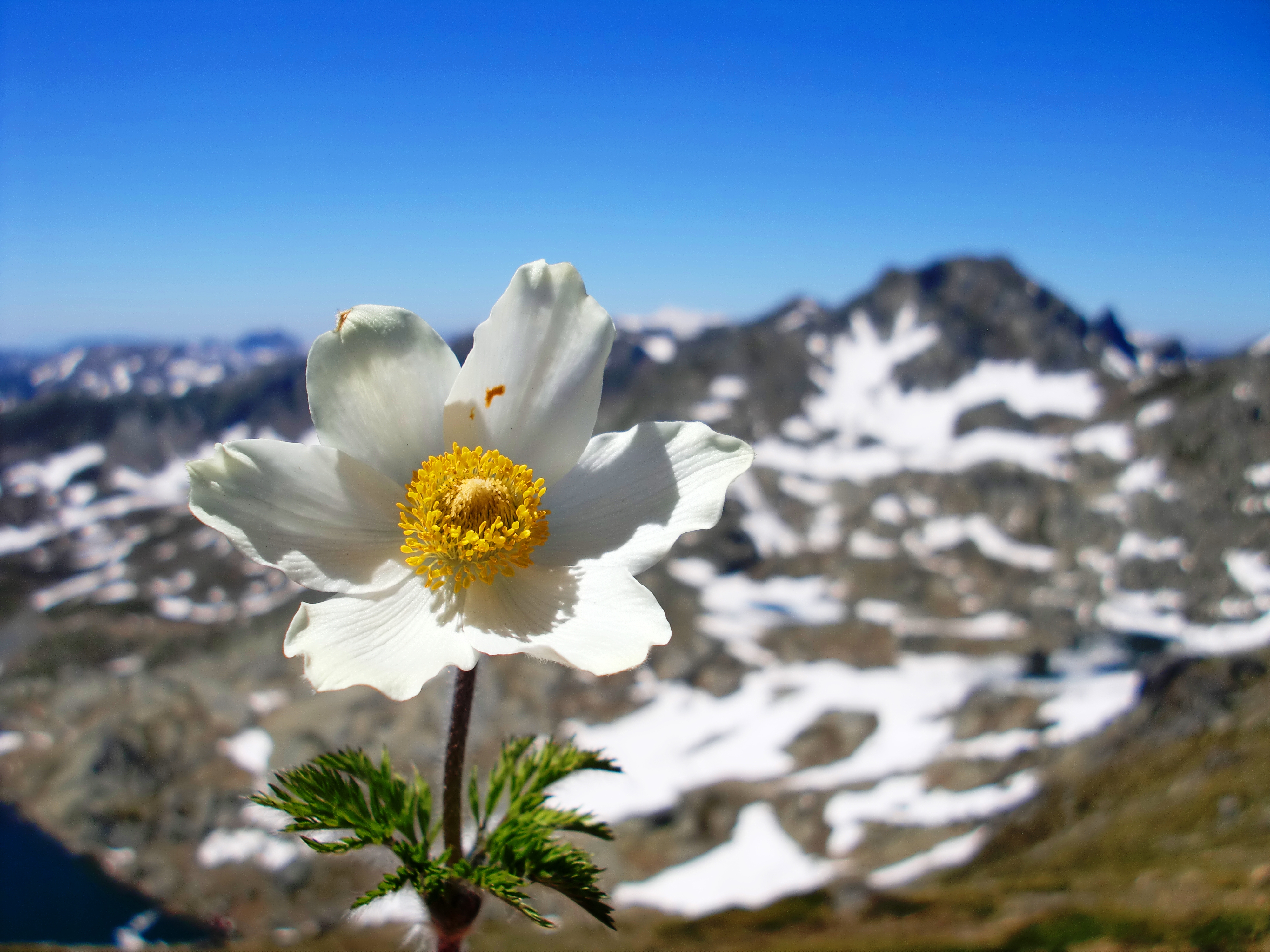 Highest peak in Kosovo