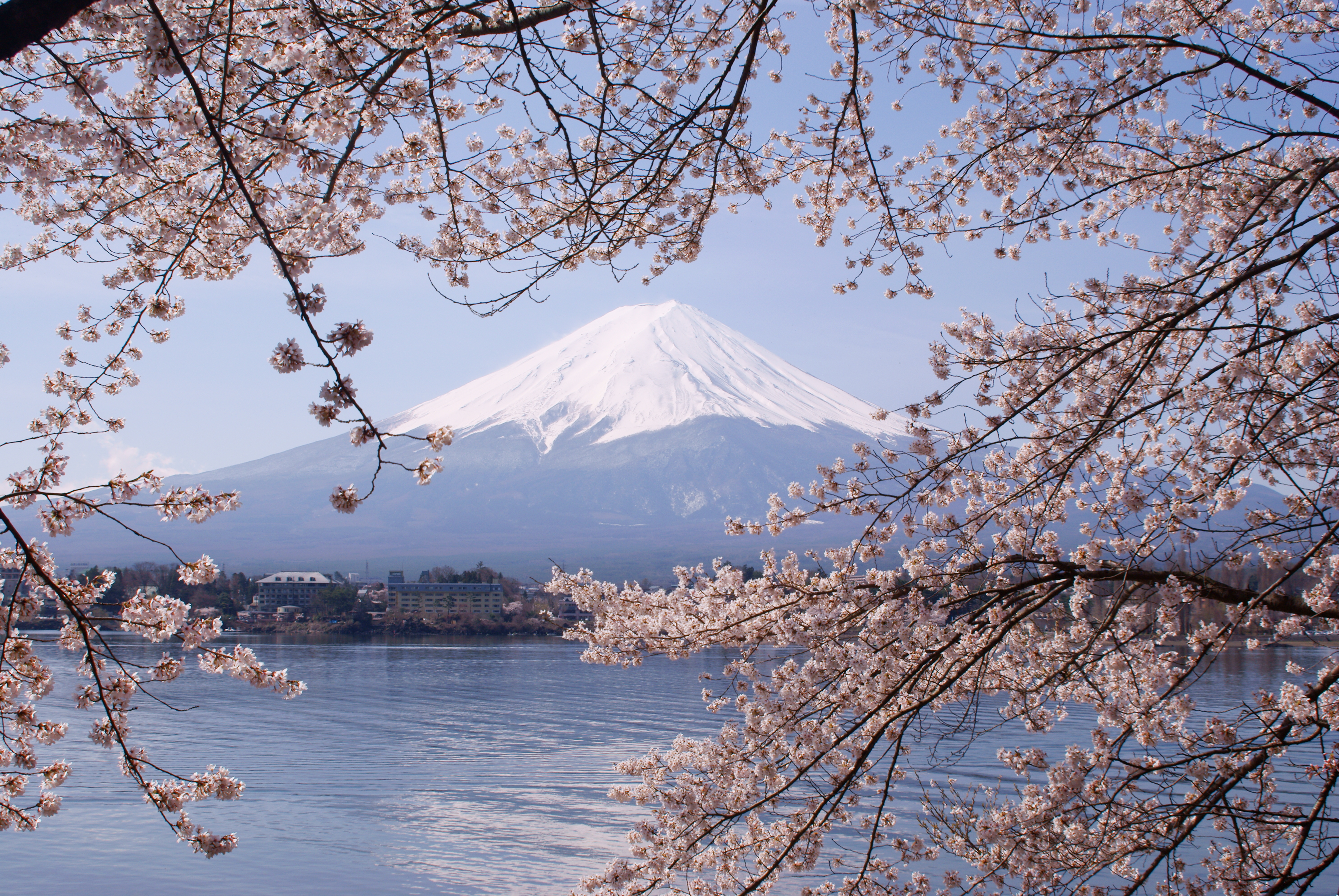 Lake Kawaguchiko Sakura Mount Fuji 1