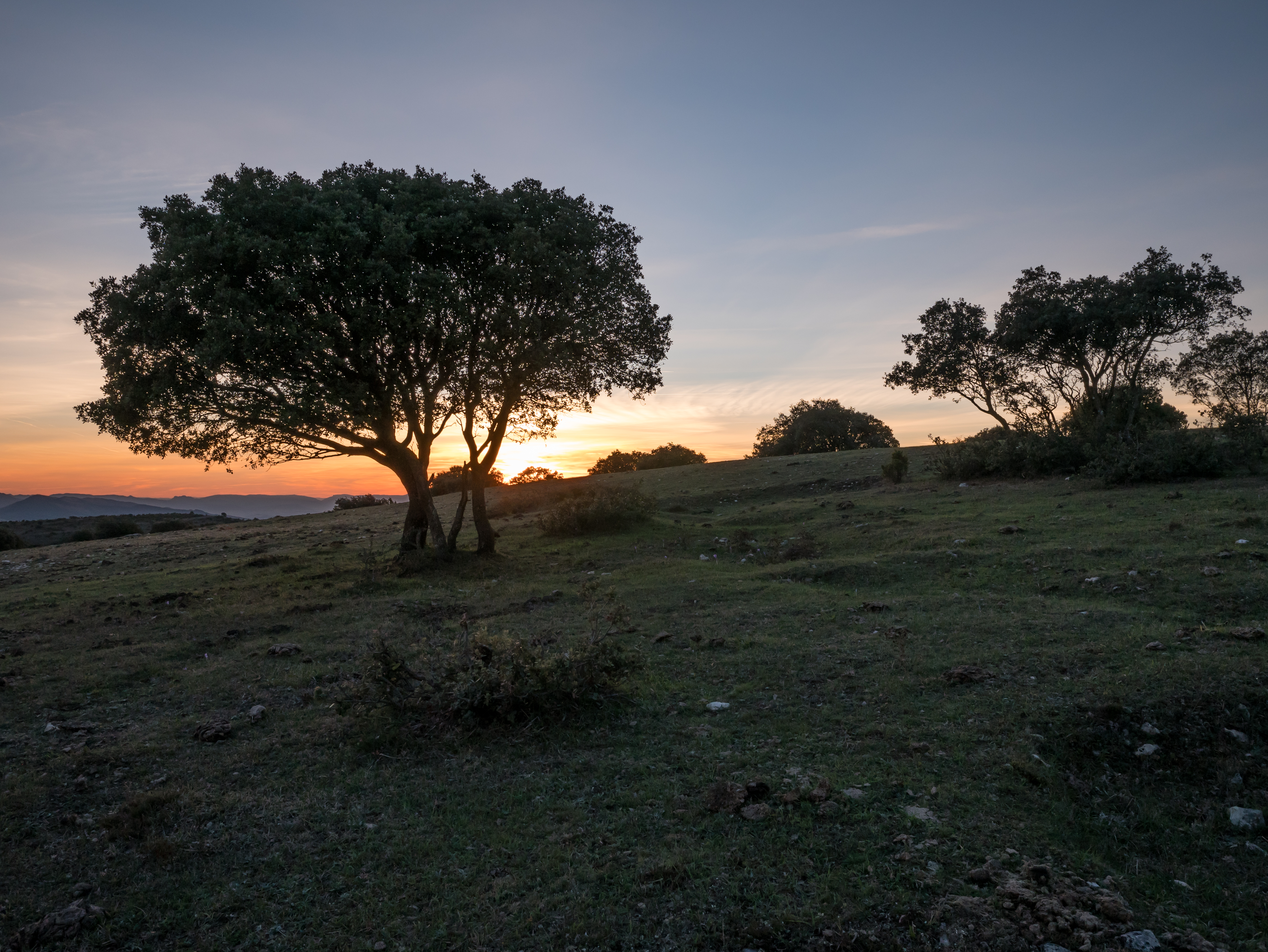 Montes de Vitoria - Quercus ilex 02