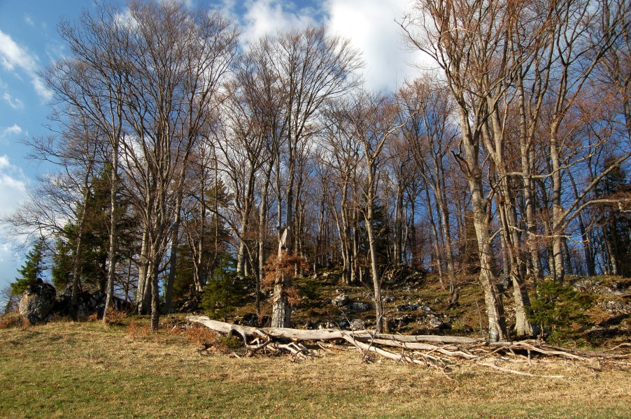 Almesbrunnberg, summit area