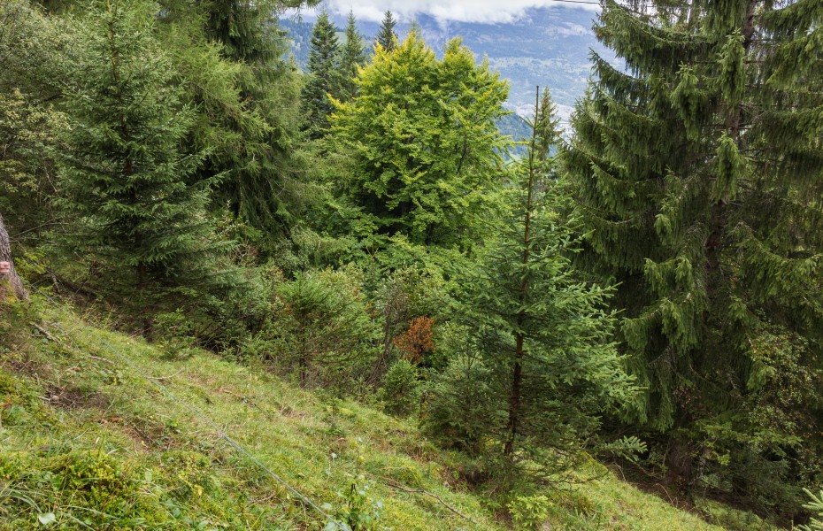 Bergtocht van Churwalden Mittelberg (1500 meter) via Ranculier en Praden naar Tschiertschen 009