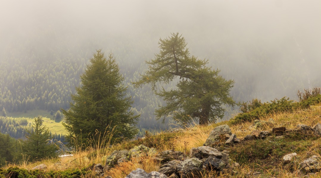 Bergtocht van Gimillan (1805m.) naar Colle Tsa Sètse in Cogne Valley (Italië). Europese lariks (Larix decidua) langs het bergpad in de mist