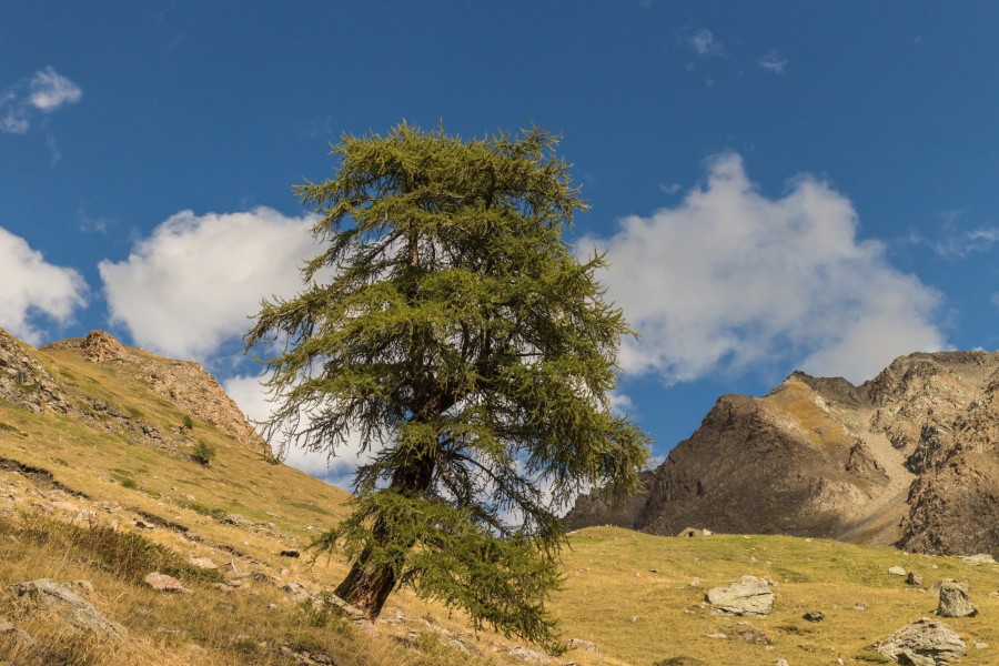 Bergtocht van Gimillan (1805m.) naar Colle Tsa Sètse in Cogne Valley (Italië) 033