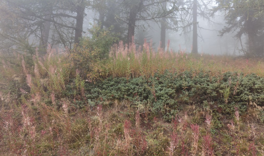 Bergtocht van Vens naar Bettex in Valle d'Aosta (Italië). Bomen en alpenflora langs bergpad in dichte mist 03