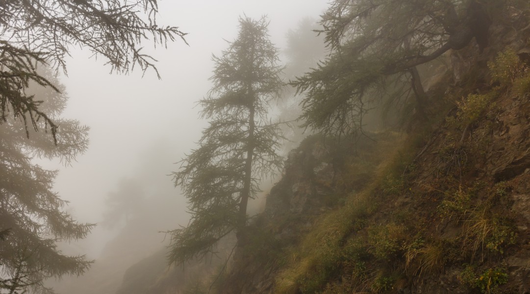Bergtocht van Vens naar Bettex in Valle d'Aosta (Italië). Bomen langs bergpad in dichte mist 02