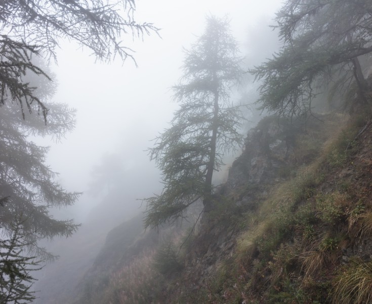 Bergtocht van Vens naar Bettex in Valle d'Aosta (Italië). Bomen langs bergpad in dichte mist 03