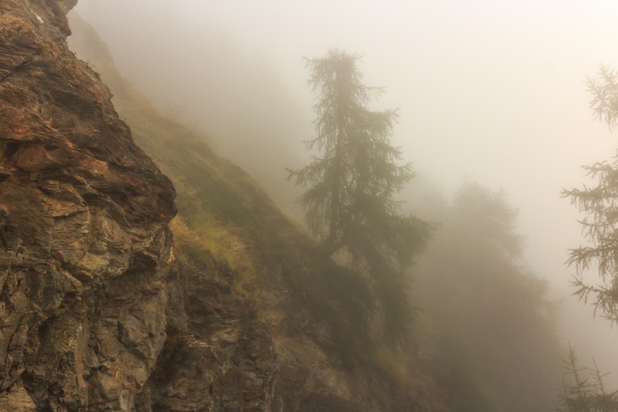 Bergtocht van Vens naar Bettex in Valle d'Aosta (Italië). Bomen langs bergpad in dichte mist 04