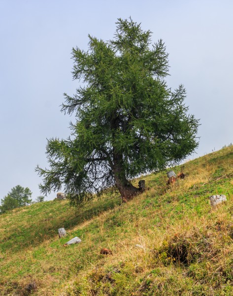 Bergtocht van Vens naar Bettex in Valle d'Aosta (Italië). Europese lariks (Larix decidua) langs bergpad 01