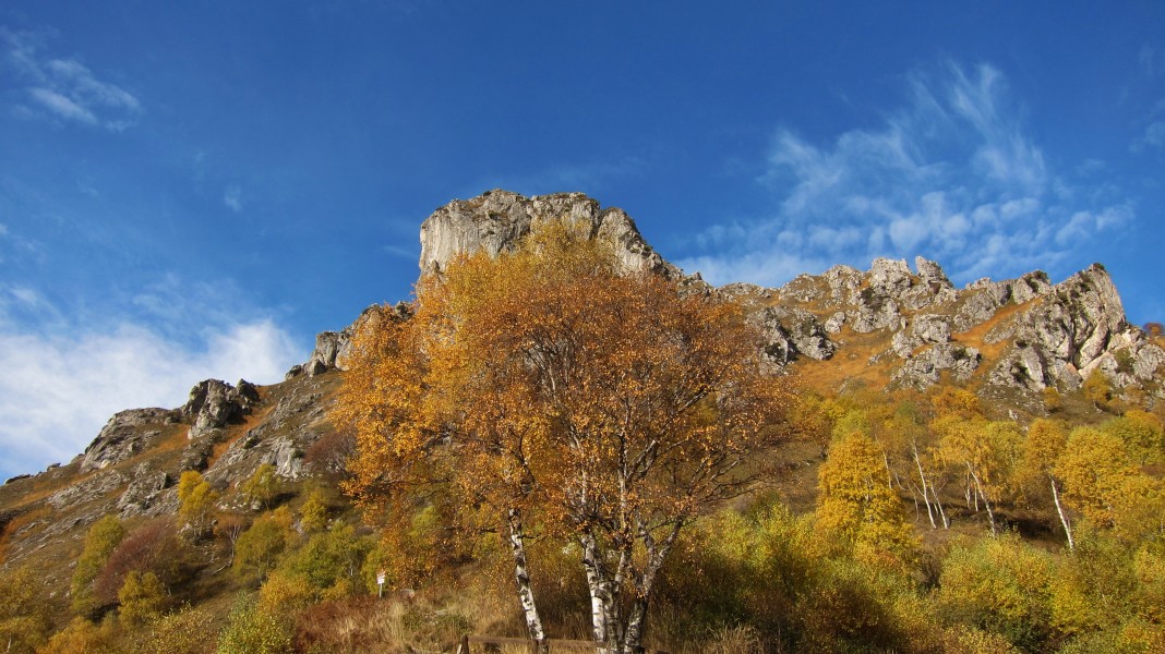 Cima del Monte Grona 1.736 m s.l.m, vista da sud con betulle autunnali - 2015-10-25, Plesio (Como)