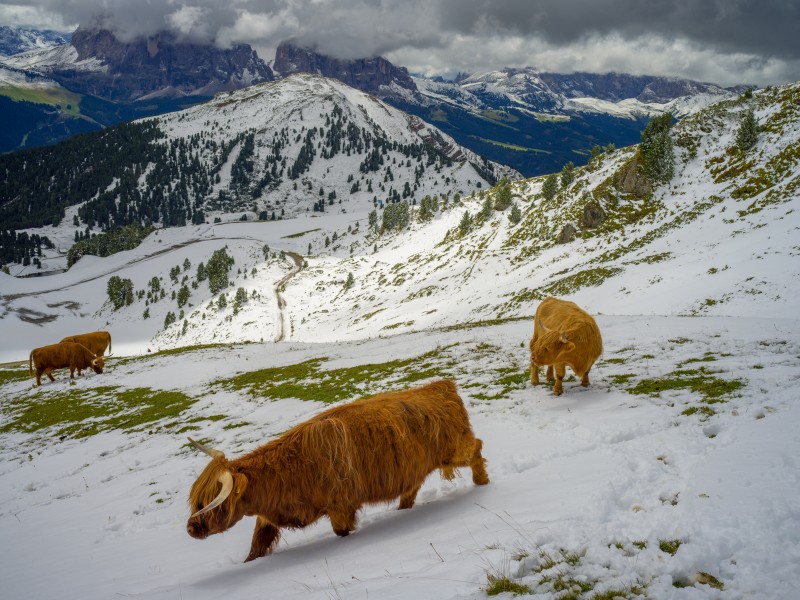 Highland cattle August snow Mastle Gherdëina