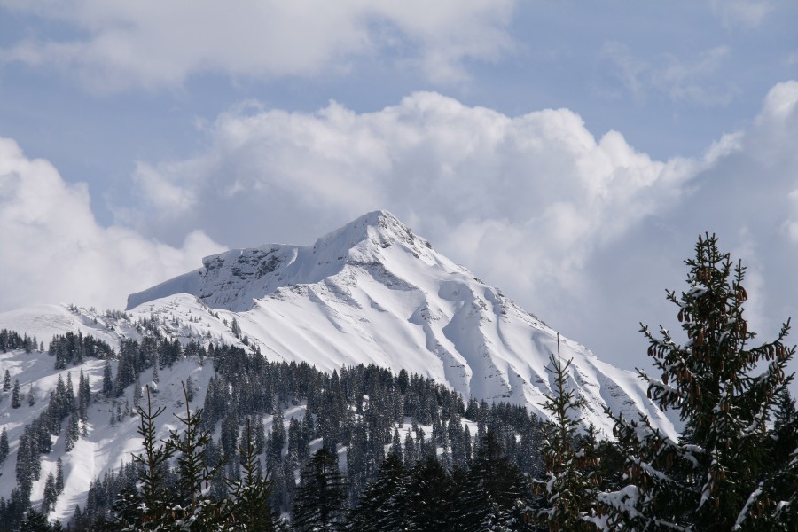 HoherFreschen3