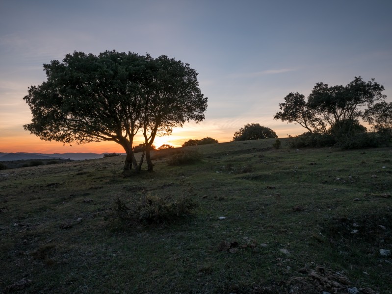 Montes de Vitoria - Quercus ilex 02