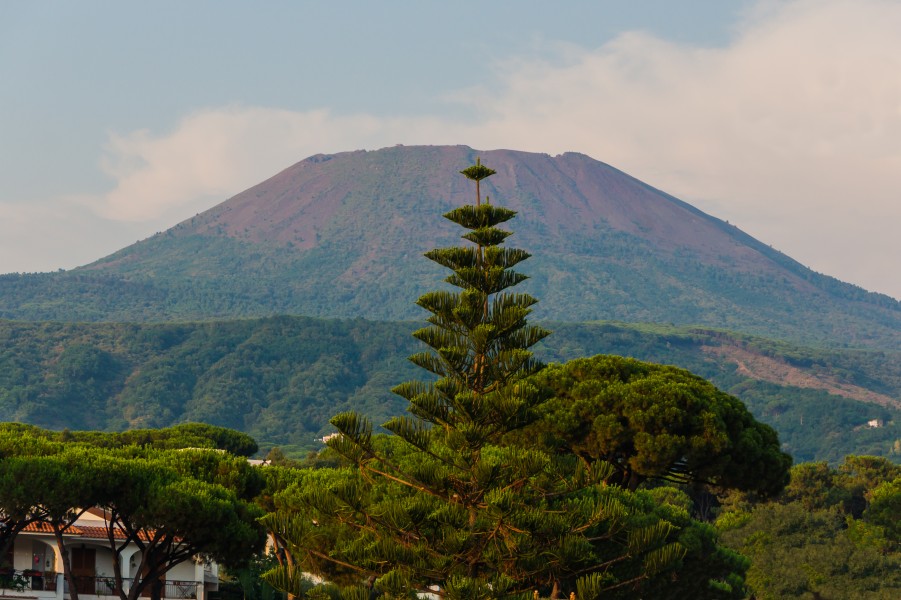 Mount Vesuvius Araucaria