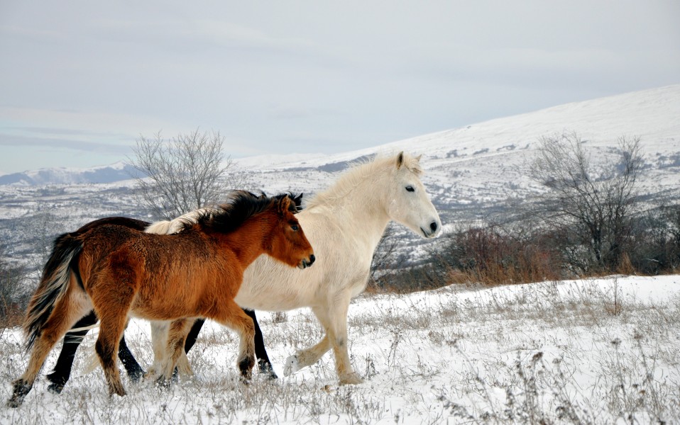 Wild horses, Šar Mountains