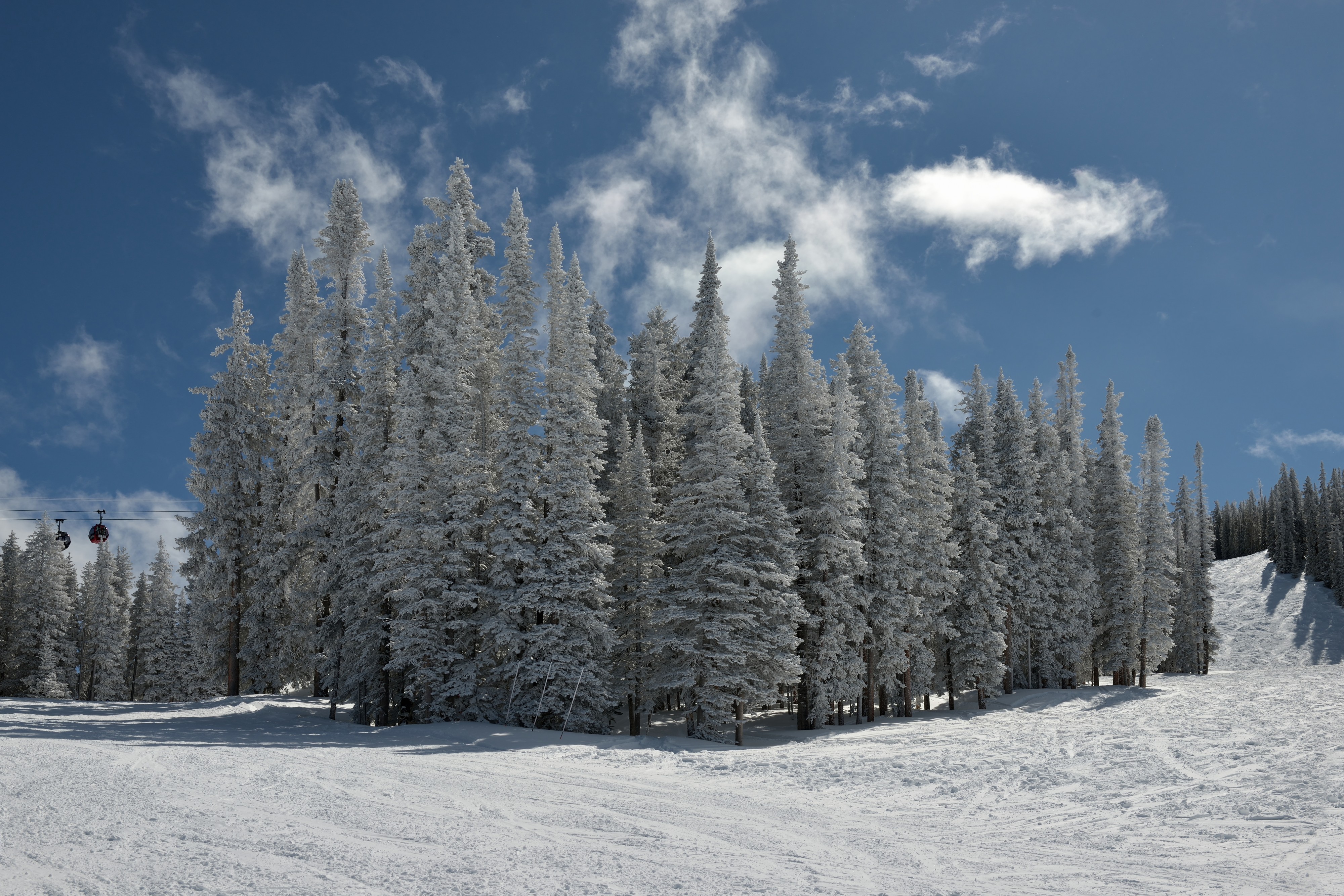 Aspen Mountain firs with fresh snow
