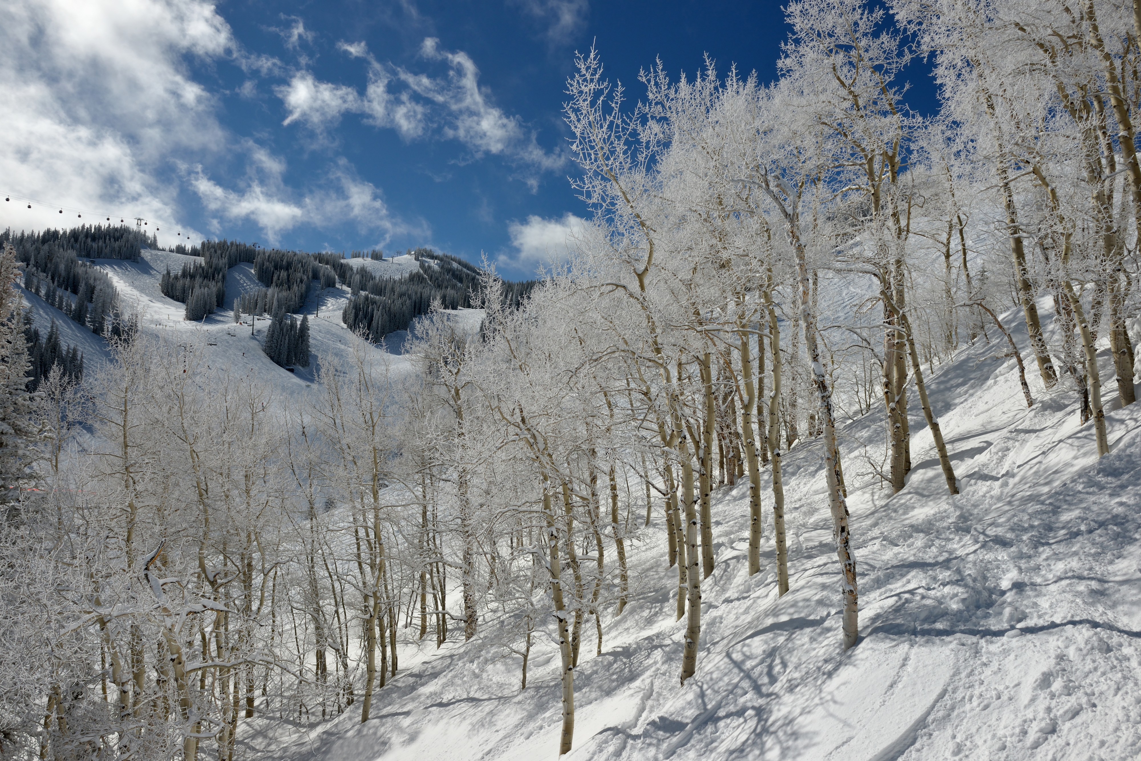Aspen Mountain ski area aspen trees FIS chair